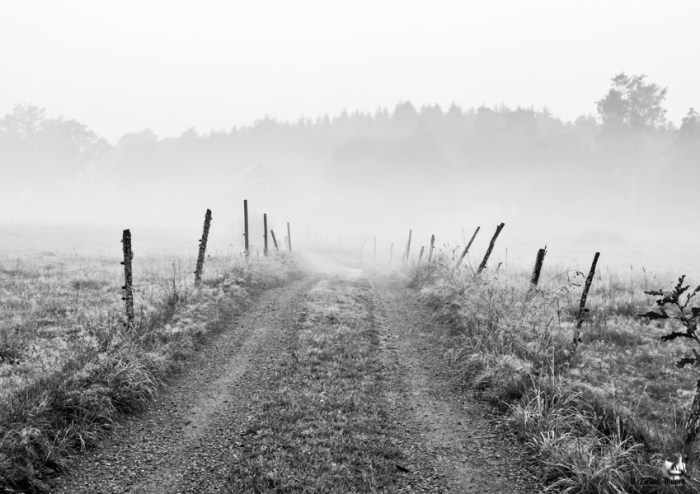 Morgendis Mit første bidrag til Fotokonkurrencen "Årets Naturfotograf 2015"