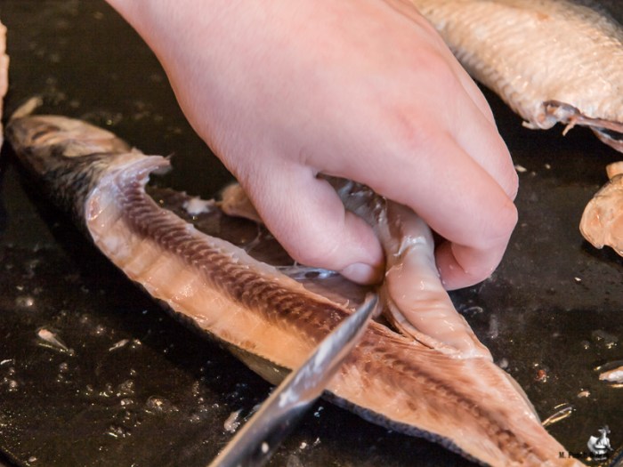 "Det er der hvor sildebabyerne kommer fra". 